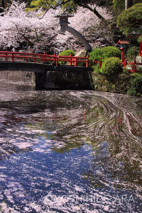 【額装写真】厳島神社と神池を彩る桜