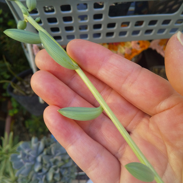 多肉植物 アーモンドネックレス カット苗 10㎝１本