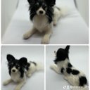 羊毛フェルトの愛犬さんオーダーメイド　Mサイズ