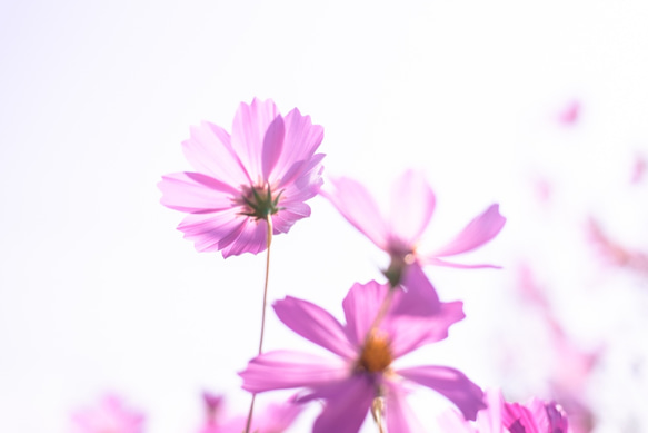 写真のある豊かな暮らし【凛と咲く秋の花】