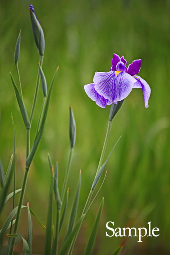 ◇花菖蒲一輪