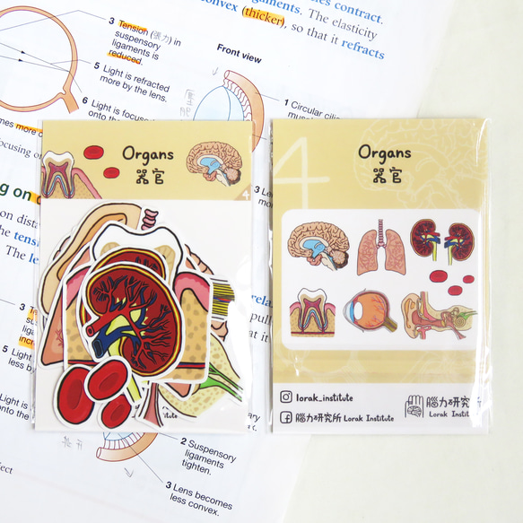 臓器内臓ステッカーセット (I) / 10pcs / 脳、肺、耳、腎臓、歯、目