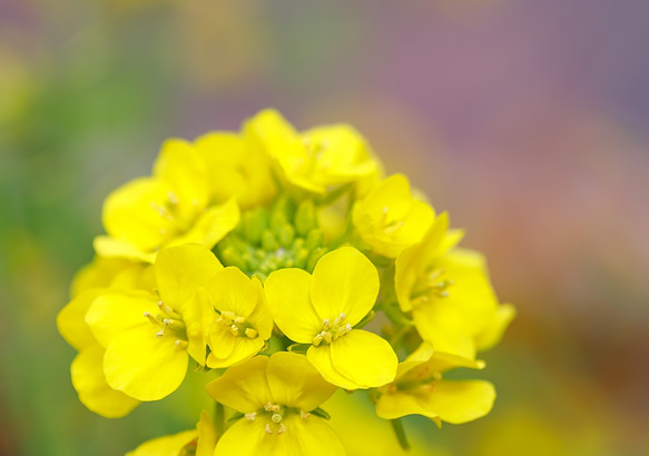 2L花写真　菜の花002　172㎜x121㎜ (A4、A3もあります)