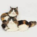 【オーダーメイドペット】羊毛フェルト、うちの子　猫ぬいぐるみ、フェルト猫、羊毛猫、肖像画、犬猫人形 プレゼントやギフトに