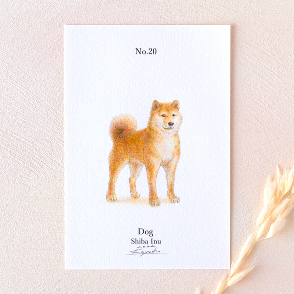 【手描き】　彩色 鉛筆画　No.20  Dog  Shiba Inu