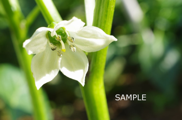 野菜の花