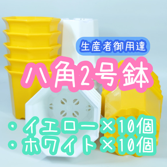 八角鉢 2号 白黄 20個 アガベ 多肉植物 プラ鉢  2寸 シャトル鉢 エケベリア サボテン