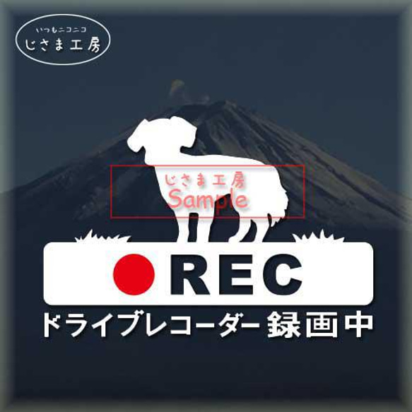 チワックス（尻尾ふさふさ）の白色シルエットステッカー危険運転防止!!ドライブレコーダー録画中