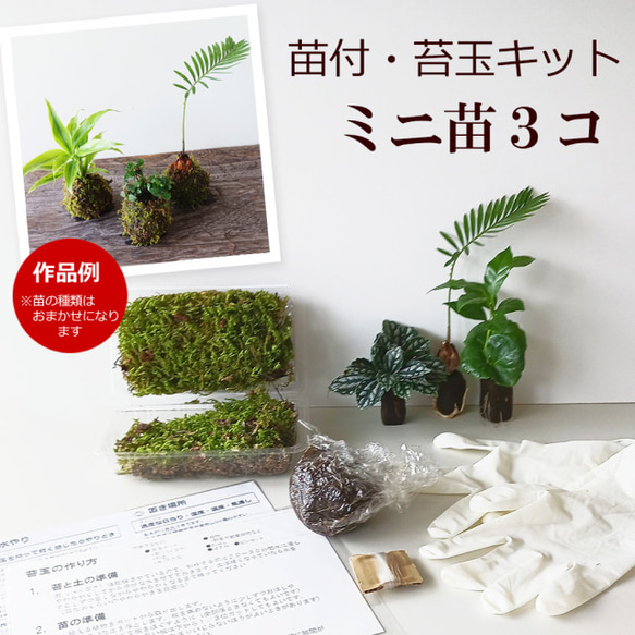 さあ、苔玉を作ってみませんか？【苔玉キット　おまかせアソート3種苗付（ミニ苗３つ）】