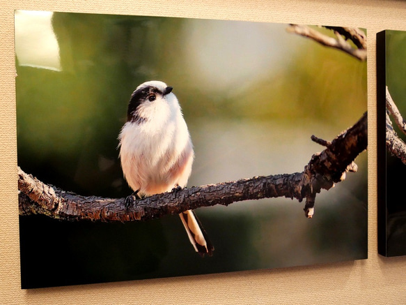 A３サイズの野鳥写真パネルその４