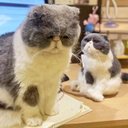 【オーダーメイドペット】羊毛フェルト、うちの子　猫ぬいぐるみ、フェルト猫、羊毛猫、肖像画、犬猫人形 プレゼントやギフトに