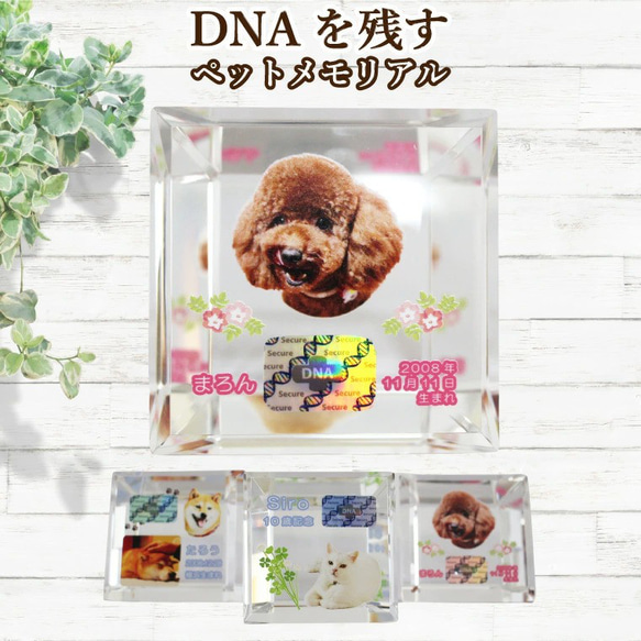 ペット メモリアルグッズ クリスタル モニュメント DNA ホログラム入り フルカラープリント 記念品 置物 誕生日記念