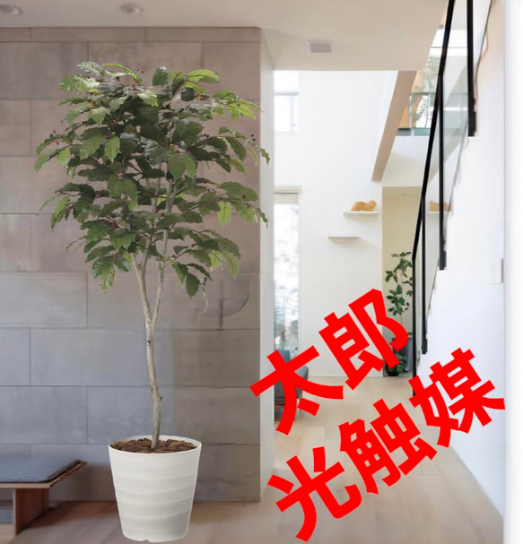 光触媒　人工観葉植物　ウォールグリーン　フェイクグリーン　コーヒーツリー180