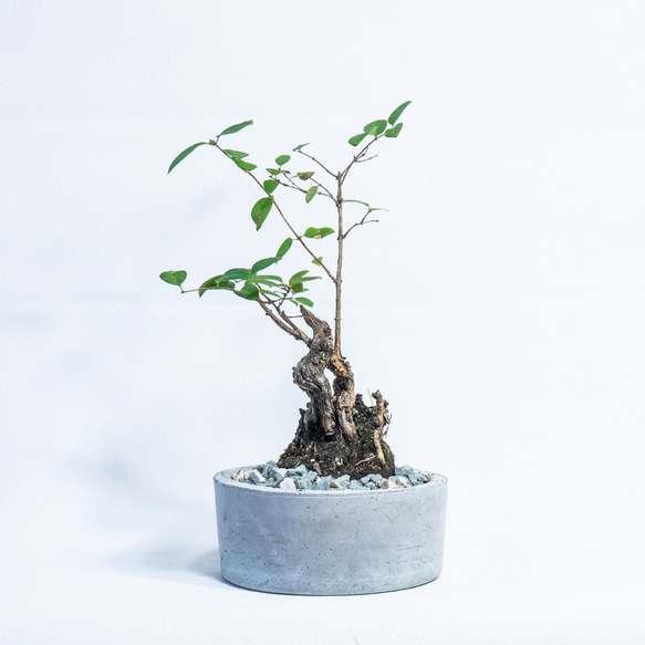 ≪ 観葉植物 ≫Φ18×H35㎝｜室内管理もオッケーなクナマヤナギの鉢植え｜シンプルなモルタル鉢｜送料全国一律850円