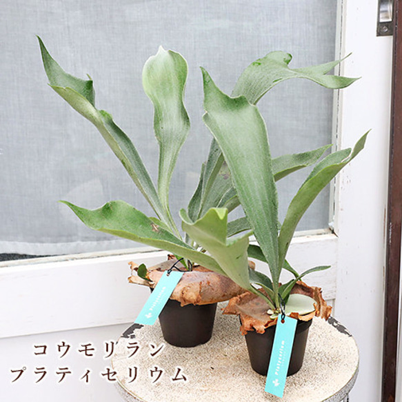 観葉植物 コウモリラン プラティセリウム ビカクシダ 3号 高さ40cm 個性的 おしゃれ 育てやすい