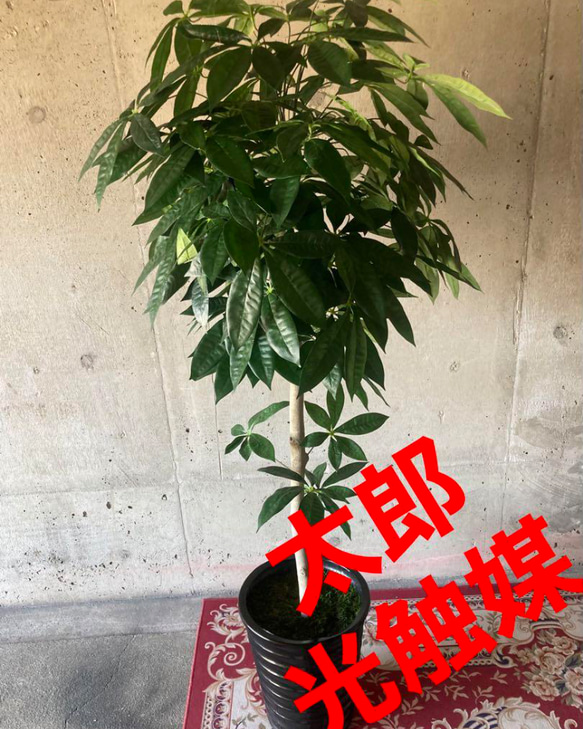 光触媒　人工観葉植物　ウォールグリーン　フェイクグリーン　パキラ15767