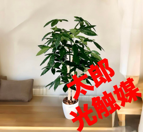 光触媒　人工観葉植物　ウォールグリーン　フェイクグリーン　パキラ11070