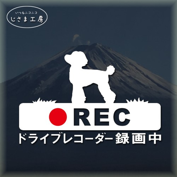 トイプードルの白色シルエットステッカー危険運転防止!!ドライブレコーダー録画中