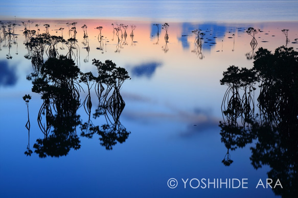 【額装写真】マングローブ群落の夕景