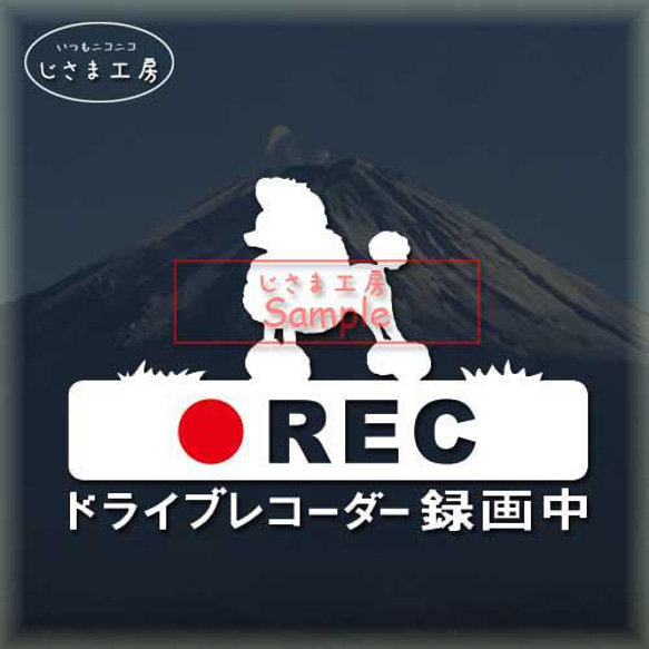 トイプードル（コンチネンタルクリップカット）の白色シルエットステッカー危険運転防止!!ドライブレコーダー録画中