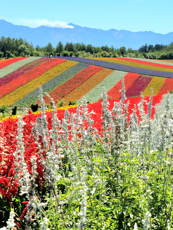 北海道『丘のまち美瑛』の花ばな