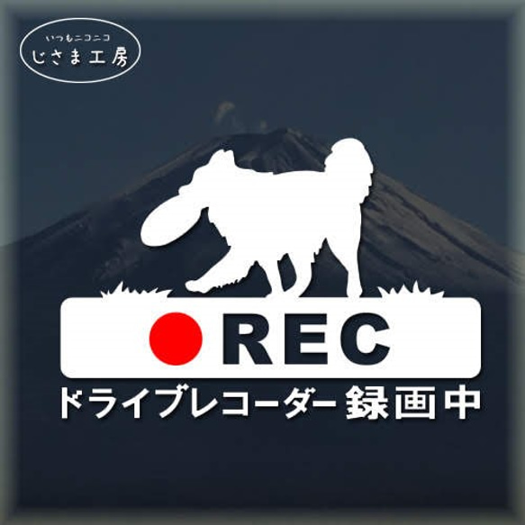 ボーダーコリーの白色シルエットステッカー危険運転防止!!ドライブレコーダー録画中