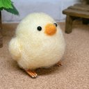 ひよこ