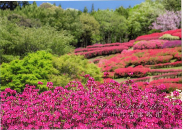 色鮮やかなツツジの花の写真 LP0505