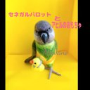 ［追加再販］セネガルパロットとアヒルおもちゃ ☆羊毛フェルト★ネズミガシラハネナガインコ