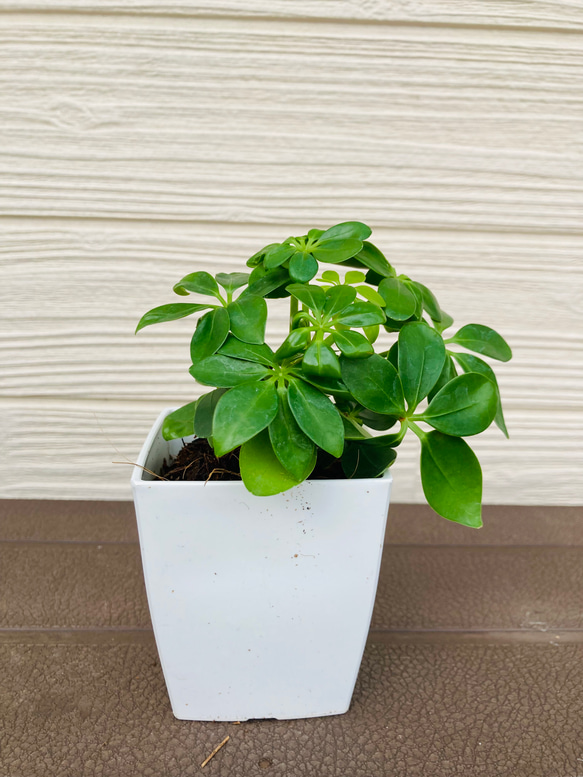 カポック　☆観葉植物