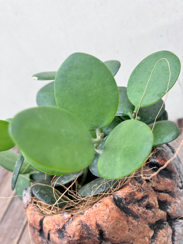 緑の太鼓♪グリーンドラム♪多肉植物♪個性的な格好良い陶器鉢♪観葉植物