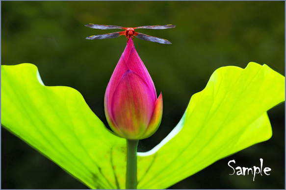 ◇ハスの花に赤トンボ