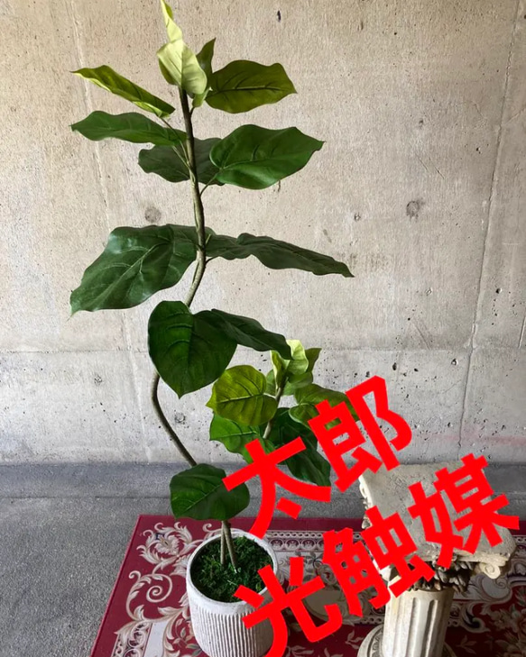 光触媒　人工観葉植物　ウォールグリーン　フェイクグリーン　ダブルウンベラータ115