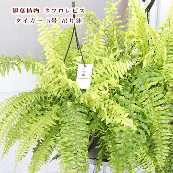 観葉植物 ネフロレピス タイガー 5号 吊り鉢 シダ 日陰 吊るす 育てやすい 鉢植え