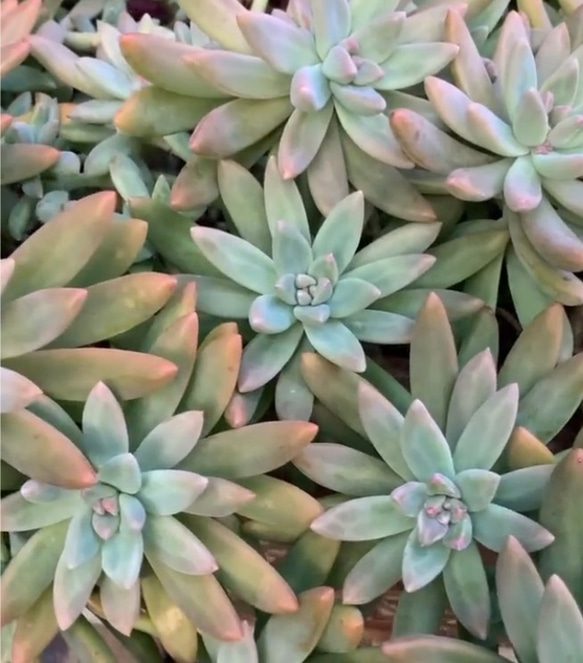 多肉植物 秋麗 葉挿し用の葉 3枚