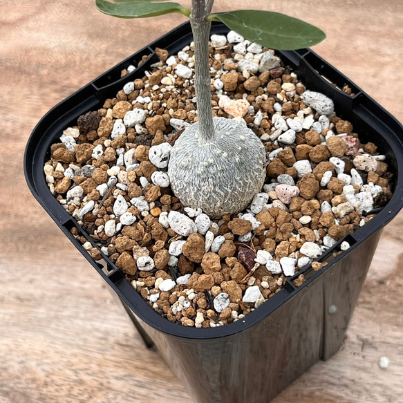 フォッケア エデュリス 火星人 Asclepiadaceae Fockea edulis 多肉植物 succulents