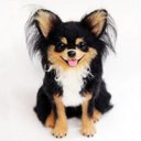 【オーダーメイドペット】羊毛フェルト、うちの子　犬ぬいぐるみ、フェルト犬、羊毛犬、肖像画、犬猫人形 プレゼントやギフトに