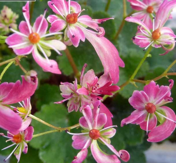 大文字草【万華鏡】ねじれを交える底白弁の桃花変り咲き品種