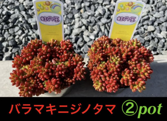 ✳️限定入荷です✳️復活バラマキシリーズ❗️多肉植物 虹の玉❗️②pot✳️抜き苗配送‼️