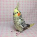 リアルサイズ オカメインコ パール 羽色変更可能 Wool figure  Real size cockatiel   Stuffed wool  玄鳳鸚鵡/雞尾鸚鵡 現實大小 羊毛フェルト 受注制作