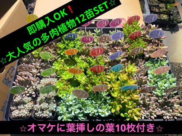 即購入OK❗️ ⭐︎大人気の多肉植物12苗SET⭐︎ オマケに葉挿しの葉10枚付き⭐