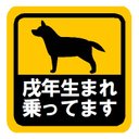 戌年（いぬ年）生まれ乗ってます カー マグネットステッカー