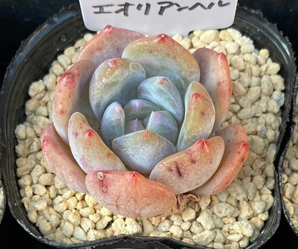 【SALE】エオリアンベル　エケベリア　韓国苗　多肉植物