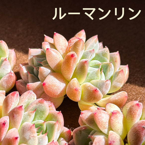 新入荷 多肉植物 エケベリア ルーマンリン 超美苗 レア種