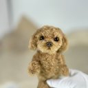 こげ茶色のプーくん、耳可動  ぬいぐるみ 犬