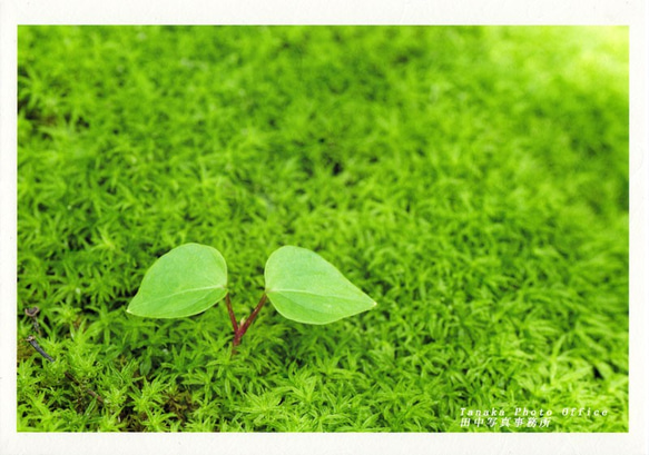 和紙にプリントした苔の中のツタの発芽の写真A4