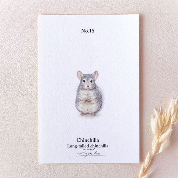 【手描き】　彩色 鉛筆画　No.15 Chinchilla  Long-tailed chinchilla