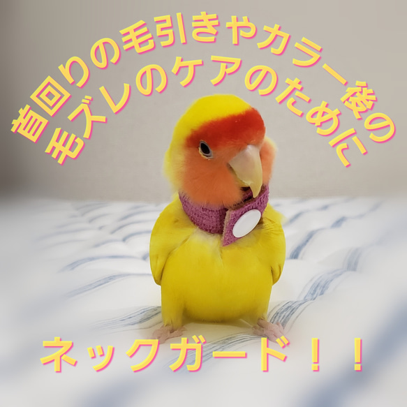 インコ エリザベスカラー(ネックガード)2個セット・カラーアソート・2g