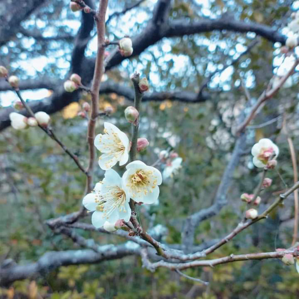 心を彩る Japanese Scenery《梅のささやき》＊送料無料＊ましかくフォト 90×90