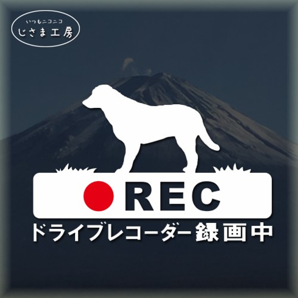 ラブラドールレトリバーの白シルエットステッカー煽り運転防止!!ドライブレコーダー録画中